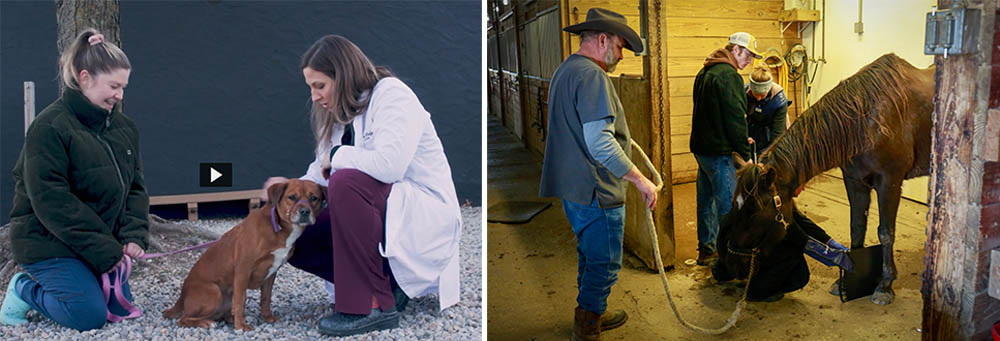 Above left, student Brooke Wilkinson and Assistant Professor Erin Kelly-Snyder (in the lab coat) examine Duchess. Above right, Assistant Professor Andy Farley looks on as Teaching Assistant Max Cannon (wearing the baseball cap) and student Ariel Osborne examine Reagan, a horse owned by the Ohio State University Animal Science Department. Farley and Cannon are registered veterinary technicians. 