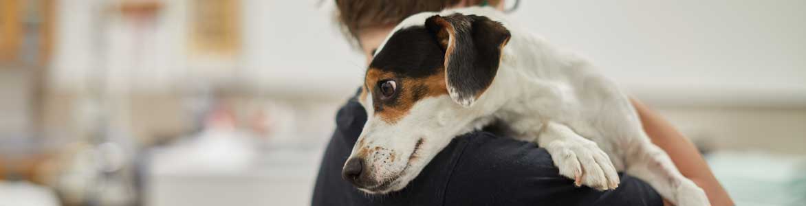 Dog with vet tech student