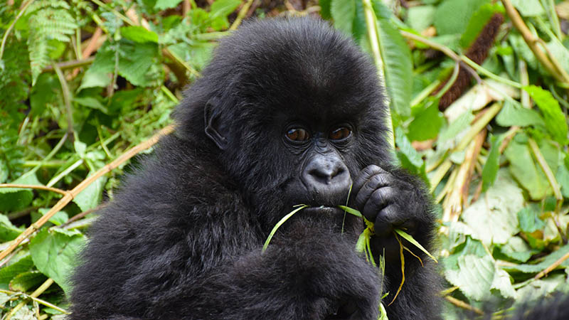 Baby gorilla eating grass.