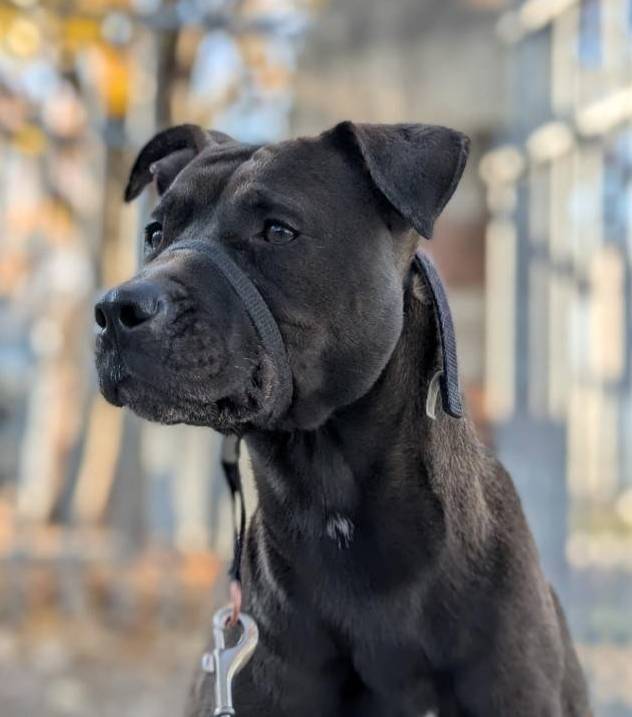Newer picture of kibble on leash