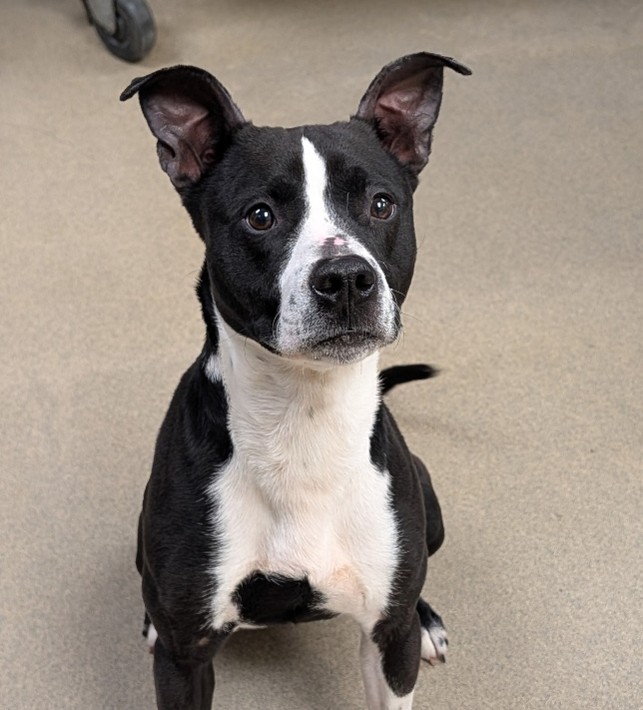 picture of quincy, a black and white pit bull mix
