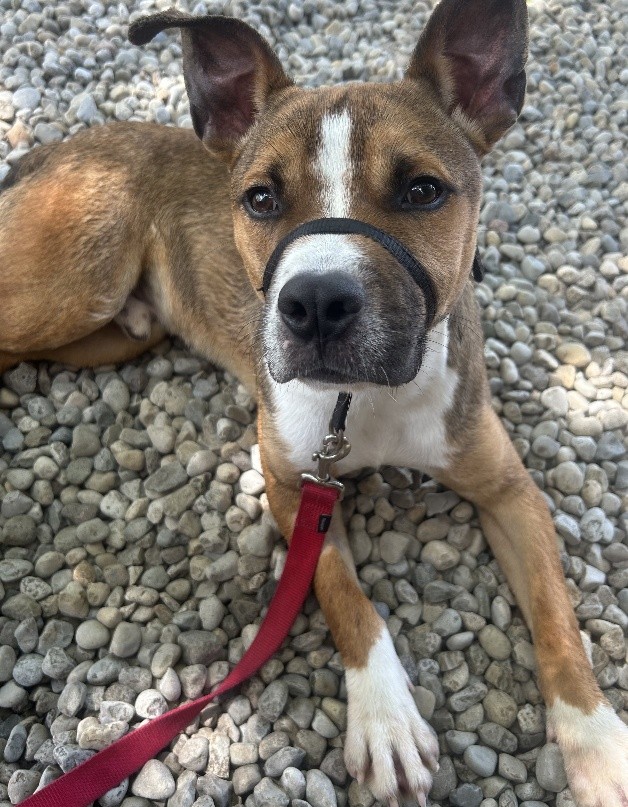 brown and white mix breed dog