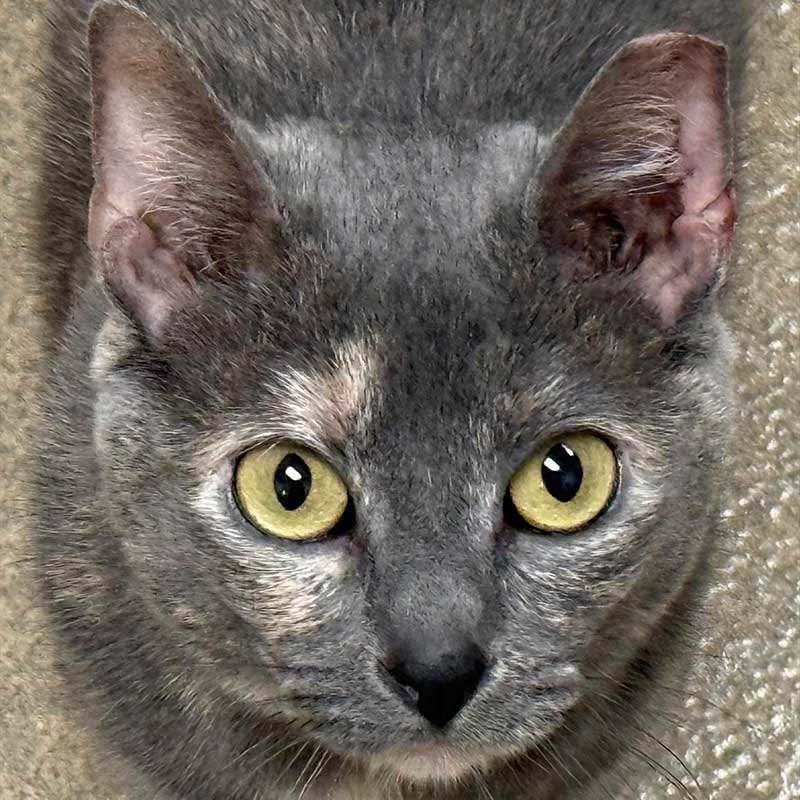 photo of cat for adoption