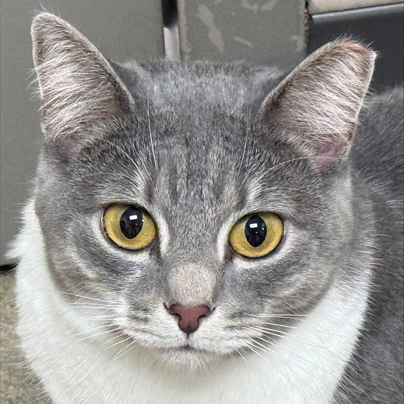 photo of cat for adoption
