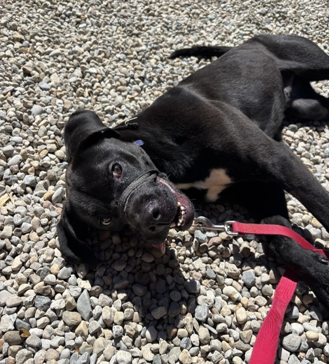 black and white short hair mix breed dog