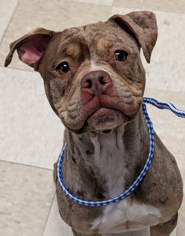 reddish brown pit bull mix breed
