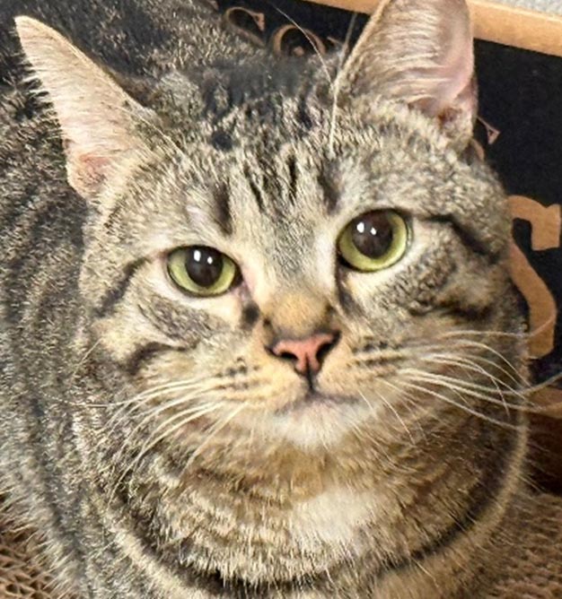 photo of cat for adoption