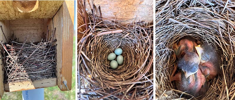 Photos of bird nests