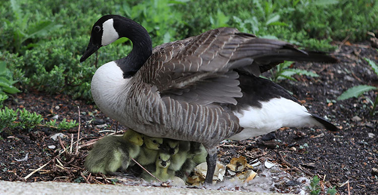 photo of birds in nest